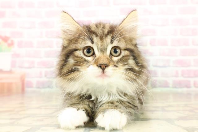 沖縄県のノルウェージャンフォレストキャット (Coo&RIKUイオン北谷店/2025年9月27日生まれ/男の子/ブラウンタビーホワイト)の子猫の1枚目の画像