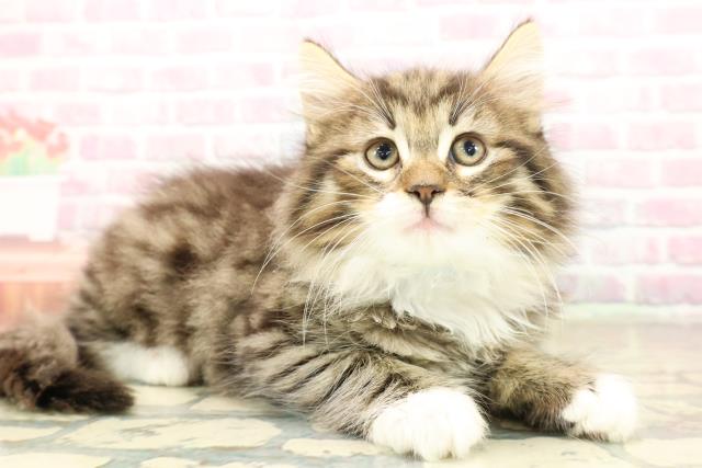 沖縄県のノルウェージャンフォレストキャット (Coo&RIKUイオン北谷店/2025年9月27日生まれ/男の子/ブラウンタビーホワイト)の子猫の3枚目の画像