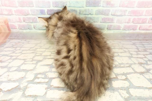 沖縄県のノルウェージャンフォレストキャット (Coo&RIKUイオン北谷店/2025年9月27日生まれ/男の子/ブラウンタビーホワイト)の子猫の4枚目の画像