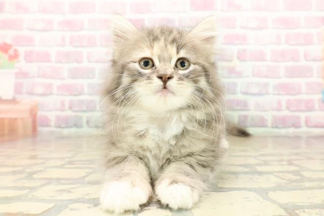 群馬県のノルウェージャンフォレストキャット (Coo&RIKU伊勢崎店/2025年9月27日生まれ/女の子/ブルーパッチドタビーホワイト)の子猫