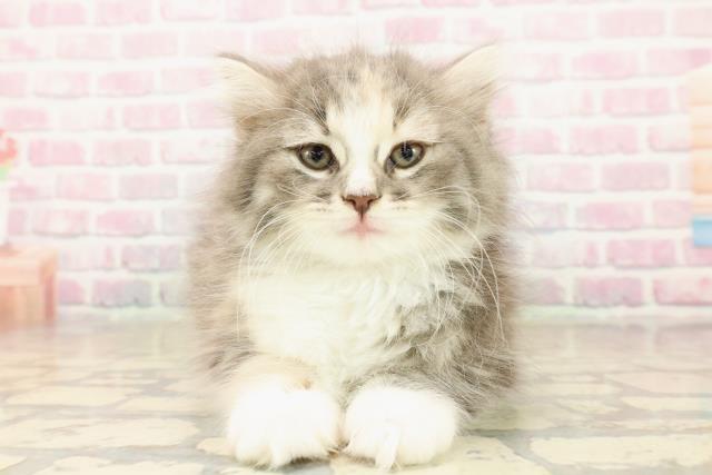 神奈川県のノルウェージャンフォレストキャット (Coo&RIKU横浜青葉店/2025年9月27日生まれ/女の子/ブルーパッチドタビーホワイト)の子猫の1枚目の画像