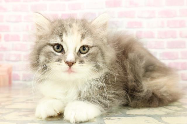 神奈川県のノルウェージャンフォレストキャット (Coo&RIKU横浜青葉店/2025年9月27日生まれ/女の子/ブルーパッチドタビーホワイト)の子猫の2枚目の画像