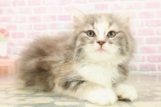 神奈川県のノルウェージャンフォレストキャット (Coo&RIKU横浜青葉店/2025年9月27日生まれ/女の子/ブルーパッチドタビーホワイト)の子猫の3枚目の画像