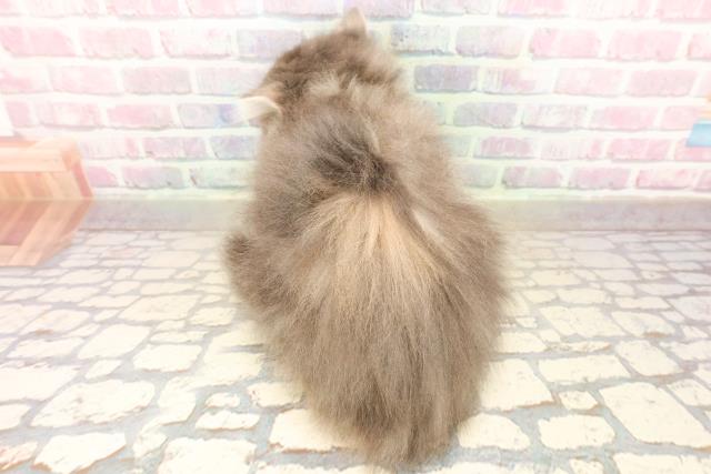 神奈川県のノルウェージャンフォレストキャット (Coo&RIKU横浜青葉店/2025年9月27日生まれ/女の子/ブルーパッチドタビーホワイト)の子猫の4枚目の画像