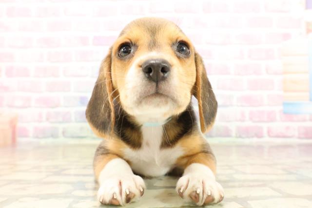 新潟県のビーグル (Coo&RIKUイオンモール新発田店/2025年9月29日生まれ/男の子/ブラックタンホワイト)の子犬の1枚目の画像