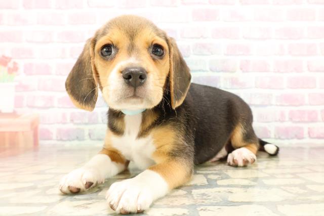 新潟県のビーグル (Coo&RIKUイオンモール新発田店/2025年9月29日生まれ/男の子/ブラックタンホワイト)の子犬の2枚目の画像