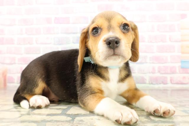 新潟県のビーグル (Coo&RIKUイオンモール新発田店/2025年9月29日生まれ/男の子/ブラックタンホワイト)の子犬の3枚目の画像