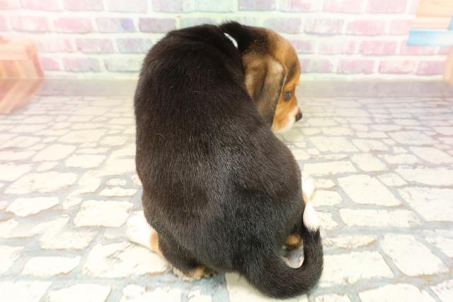 新潟県のビーグル (Coo&RIKUイオンモール新発田店/2025年9月29日生まれ/男の子/ブラックタンホワイト)の子犬の4枚目の画像