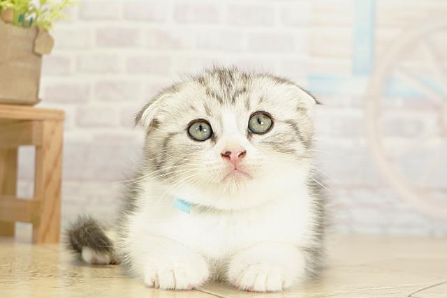愛知県のスコティッシュフォールド (Coo&RIKU名古屋みなと店/2025年9月28日生まれ/男の子/シルバータビーホワイト)の子猫