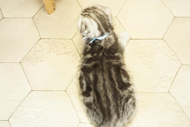 静岡県のスコティッシュフォールド (Coo&RIKU浜松店/2025年9月28日生まれ/男の子/シルバータビー)の子猫の4枚目の画像