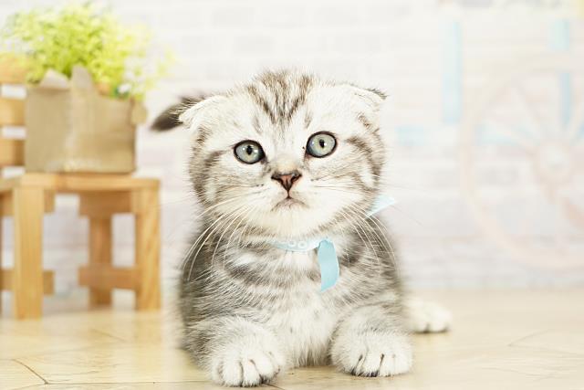 静岡県のスコティッシュフォールド (Coo&RIKU掛川店/2025年9月28日生まれ/男の子/シルバータビー)の子猫の1枚目の画像