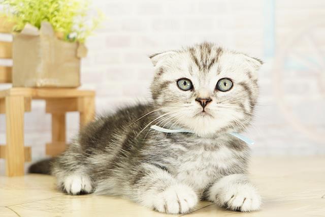 静岡県のスコティッシュフォールド (Coo&RIKU掛川店/2025年9月28日生まれ/男の子/シルバータビー)の子猫の2枚目の画像