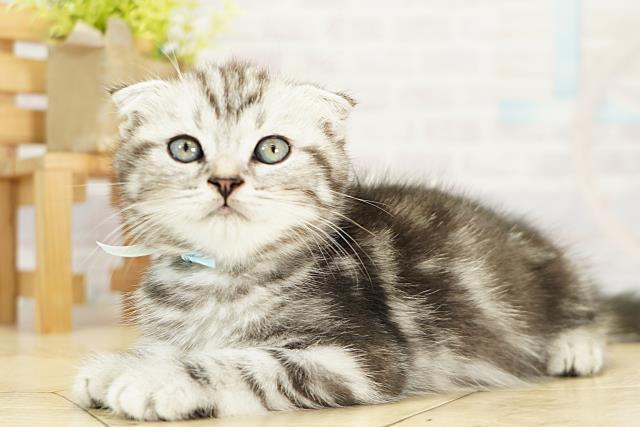 静岡県のスコティッシュフォールド (Coo&RIKU掛川店/2025年9月28日生まれ/男の子/シルバータビー)の子猫の3枚目の画像