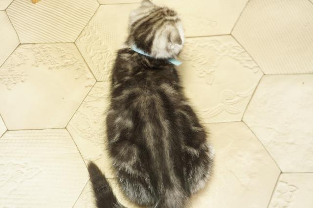 静岡県のスコティッシュフォールド (Coo&RIKU掛川店/2025年9月28日生まれ/男の子/シルバータビー)の子猫の4枚目の画像