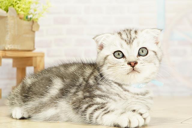 静岡県のスコティッシュフォールド (Coo&RIKU沼津店/2025年9月28日生まれ/男の子/シルバータビー)の子猫の2枚目の画像