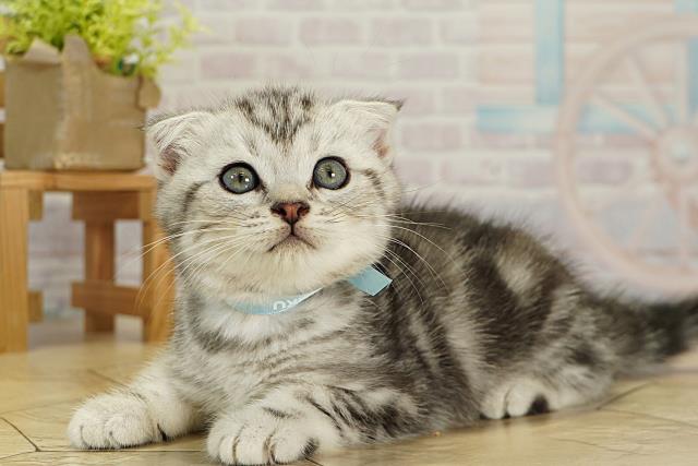 静岡県のスコティッシュフォールド (Coo&RIKU沼津店/2025年9月28日生まれ/男の子/シルバータビー)の子猫の3枚目の画像