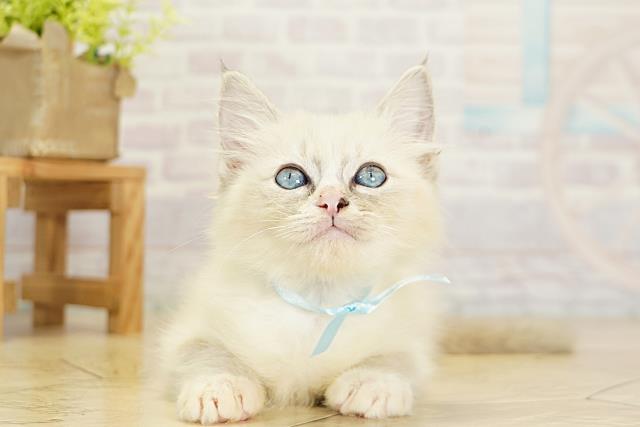 岐阜県のラグドール (Coo&RIKU岐南店/2025年9月5日生まれ/男の子/ブルーポイント)の子猫