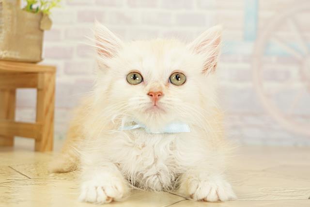 愛知県のラガマフィン (Coo&RIKU名古屋みなと店/2025年9月19日生まれ/男の子/クリーム)の子猫