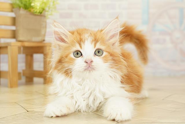 三重県のラガマフィン (Coo&RIKU四日市店/2025年9月19日生まれ/男の子/レッドホワイト)の子猫