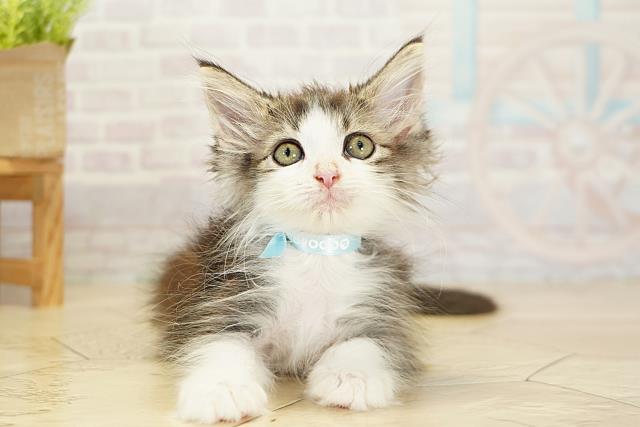 ノルウェージャン・フォレストキャット