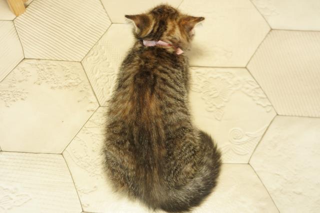 静岡県のスコティッシュフォールド (Coo&RIKU藤枝店/2025年9月18日生まれ/女の子/ブラウンパッチドタビー)の子猫の4枚目の画像