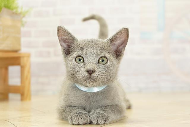 愛知県のロシアンブルー (Coo&RIKU名古屋みなと店/2025年9月11日生まれ/男の子/ブルー)の子猫