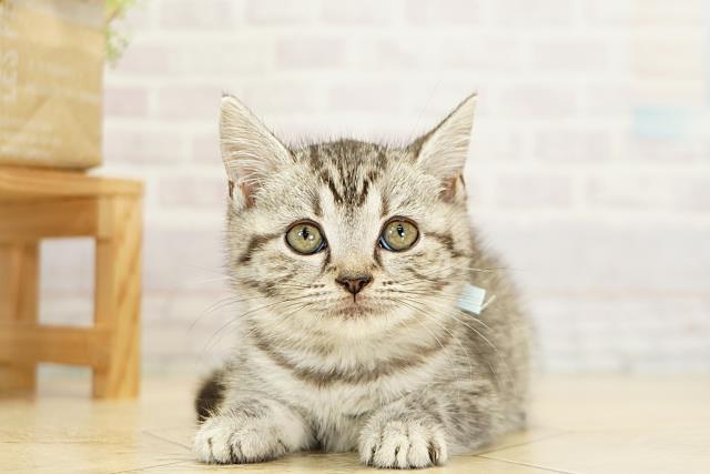 三重県のマンチカン (Coo&RIKU四日市店/2025年9月17日生まれ/男の子/シルバータビー)の子猫
