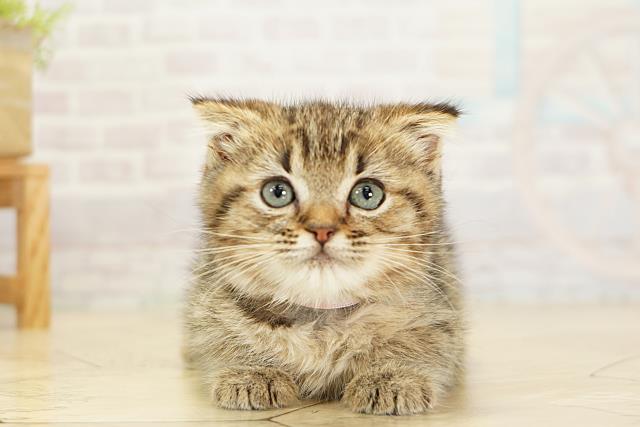 三重県のスコティッシュフォールド (Coo&RIKU津高茶屋店/2025年9月18日生まれ/女の子/ブラウンパッチドタビー)の子猫の1枚目の画像