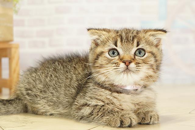 三重県のスコティッシュフォールド (Coo&RIKU津高茶屋店/2025年9月18日生まれ/女の子/ブラウンパッチドタビー)の子猫の2枚目の画像