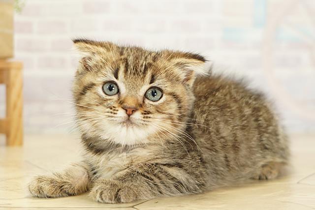 三重県のスコティッシュフォールド (Coo&RIKU津高茶屋店/2025年9月18日生まれ/女の子/ブラウンパッチドタビー)の子猫の3枚目の画像