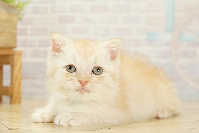 静岡県のスコティッシュフォールド (Coo&RIKU富士店/2025年9月18日生まれ/男の子/クリームタビー)の子猫の3枚目の画像