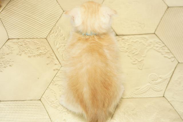 静岡県のスコティッシュフォールド (Coo&RIKU富士店/2025年9月18日生まれ/男の子/クリームタビー)の子猫の4枚目の画像