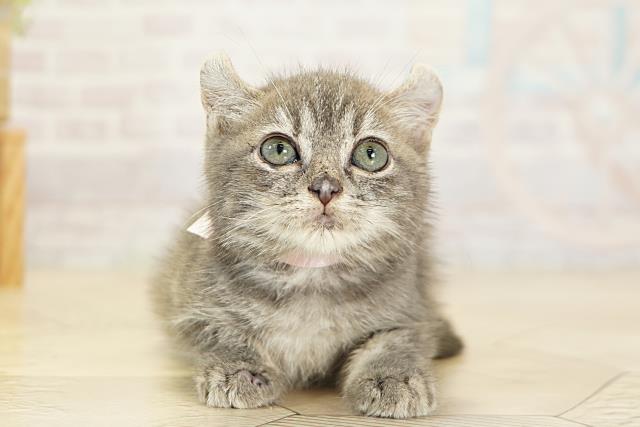 愛知県のアメリカンカール (Coo&RIKU名古屋みなと店/2025年9月19日生まれ/女の子/ブルータビー)の子猫