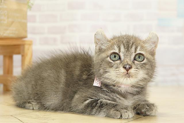 愛知県のアメリカンカール (Coo&RIKU名古屋みなと店/2025年9月19日生まれ/女の子/ブルータビー)の子猫の2枚目の画像