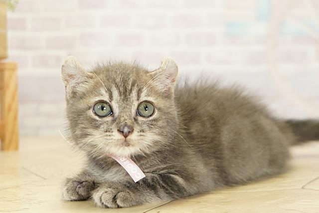 愛知県のアメリカンカール (Coo&RIKU名古屋みなと店/2025年9月19日生まれ/女の子/ブルータビー)の子猫の3枚目の画像