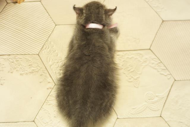 愛知県のアメリカンカール (Coo&RIKU名古屋みなと店/2025年9月19日生まれ/女の子/ブルータビー)の子猫の4枚目の画像