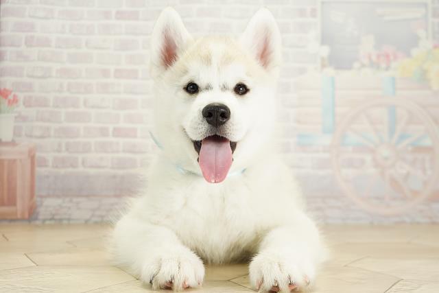 三重県のシベリアンハスキー (Coo&RIKU津高茶屋店/2025年9月25日生まれ/男の子/シルバーホワイト)の子犬