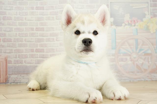 三重県のシベリアンハスキー (Coo&RIKU津高茶屋店/2025年9月25日生まれ/男の子/シルバーホワイト)の子犬の2枚目の画像