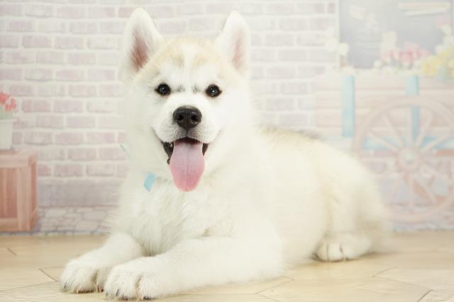 三重県のシベリアンハスキー (Coo&RIKU津高茶屋店/2025年9月25日生まれ/男の子/シルバーホワイト)の子犬の3枚目の画像