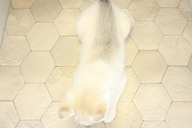 三重県のシベリアンハスキー (Coo&RIKU津高茶屋店/2025年9月25日生まれ/男の子/シルバーホワイト)の子犬の4枚目の画像