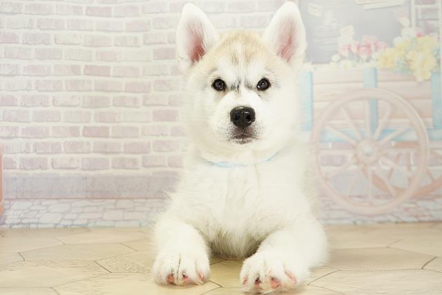 三重県のシベリアンハスキー (Coo&RIKU四日市店/2025年9月25日生まれ/男の子/シルバーホワイト)の子犬