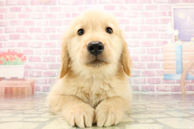 埼玉県のゴールデンレトリバー (Coo&RIKU岩槻店/2025年9月24日生まれ/男の子/ゴールデン)の子犬の1枚目の画像