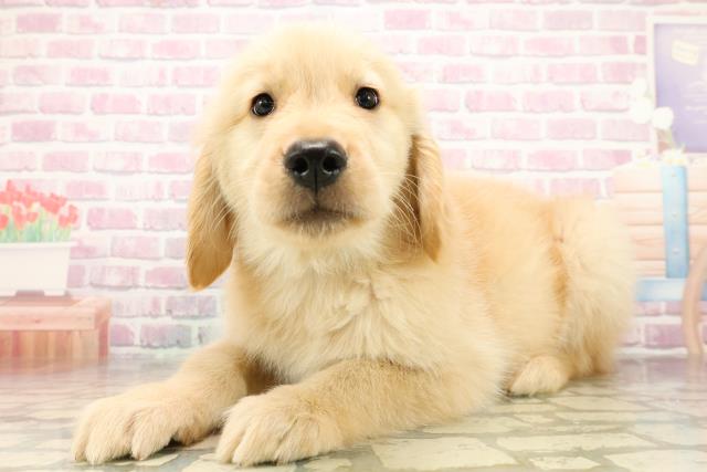 埼玉県のゴールデンレトリバー (Coo&RIKU岩槻店/2025年9月24日生まれ/男の子/ゴールデン)の子犬の2枚目の画像
