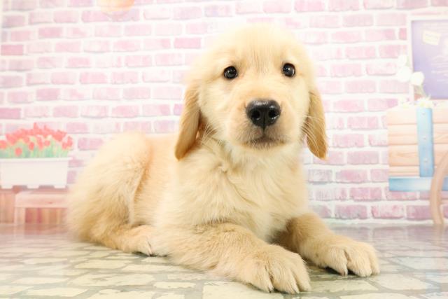 埼玉県のゴールデンレトリバー (Coo&RIKU岩槻店/2025年9月24日生まれ/男の子/ゴールデン)の子犬の3枚目の画像