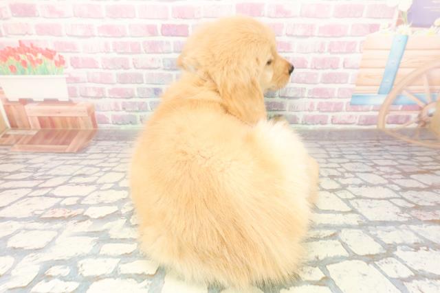 埼玉県のゴールデンレトリバー (Coo&RIKU岩槻店/2025年9月24日生まれ/男の子/ゴールデン)の子犬の4枚目の画像