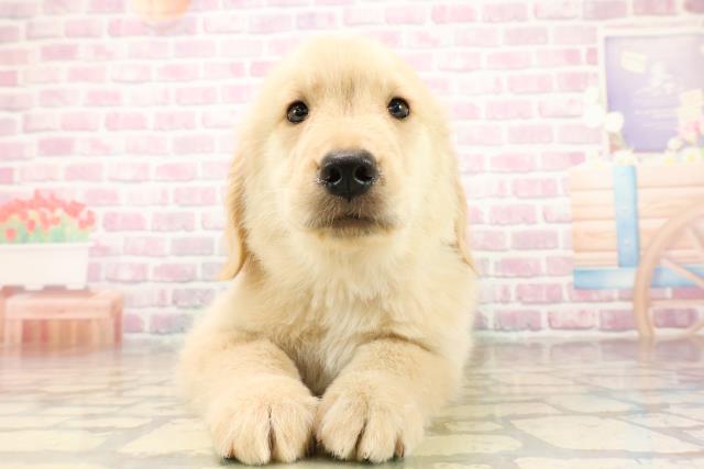 東京都のゴールデンレトリバー (Coo&RIKU東久留米店/2025年9月24日生まれ/男の子/ゴールデン)の子犬の1枚目の画像
