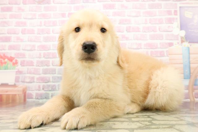 東京都のゴールデンレトリバー (Coo&RIKU東久留米店/2025年9月24日生まれ/男の子/ゴールデン)の子犬の2枚目の画像