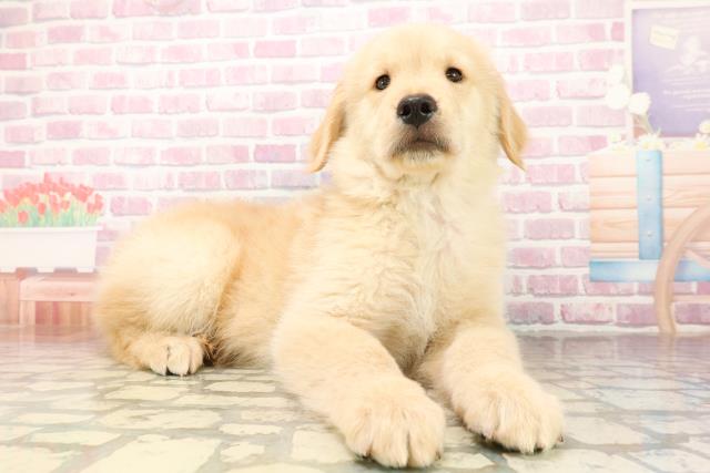 東京都のゴールデンレトリバー (Coo&RIKU東久留米店/2025年9月24日生まれ/男の子/ゴールデン)の子犬の3枚目の画像