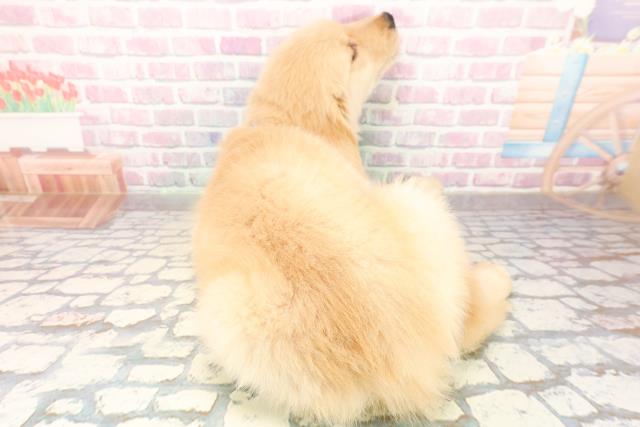 東京都のゴールデンレトリバー (Coo&RIKU東久留米店/2025年9月24日生まれ/男の子/ゴールデン)の子犬の4枚目の画像