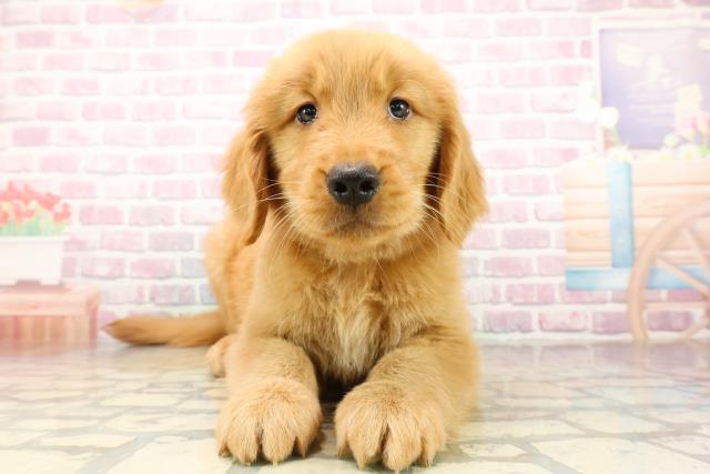 東京都のゴールデンレトリバー (Coo&RIKU八王子西店/2025年9月24日生まれ/男の子/ゴールデン)の子犬